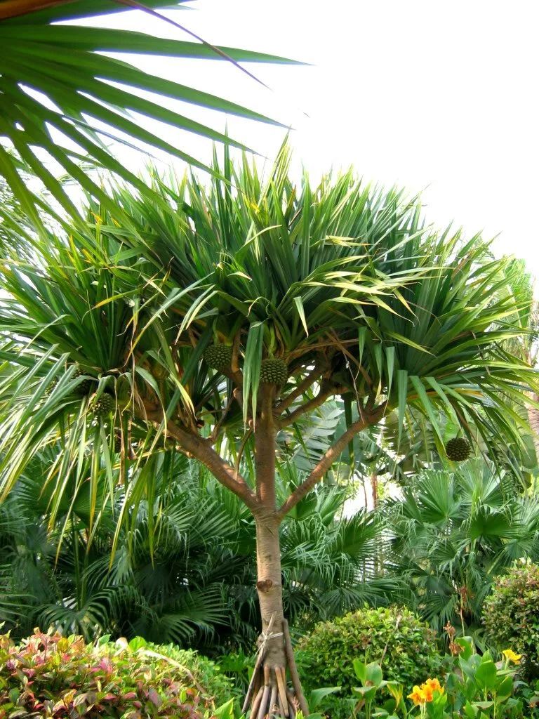 100种常见观叶植物图鉴史上最全,农村常见的100种植物