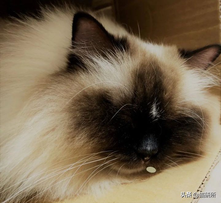 一学就会的训猫技巧,手把手教你给猫咪喂药