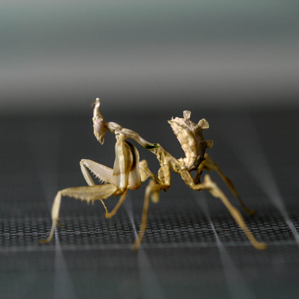 日本入侵物种螳螂,美国外来物种螳螂