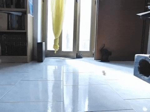 猫步怎么走八字步,猫步的基本动作图片