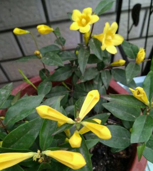 养茉莉花浇水施肥技巧,养茉莉花技巧室内