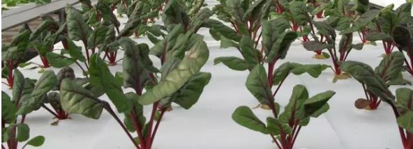 无土栽培技术视频免费,蔬菜无土栽培技术视频