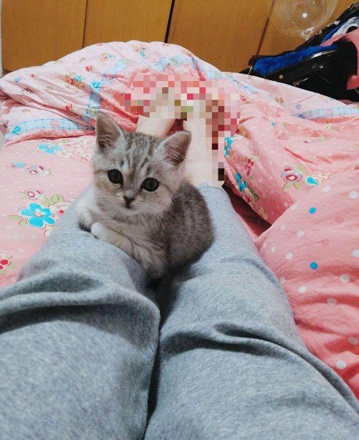 英短1200元靠谱吗,一千元的英短靠谱吗