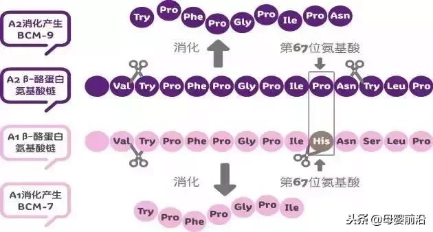 a2销售,a2宣传图