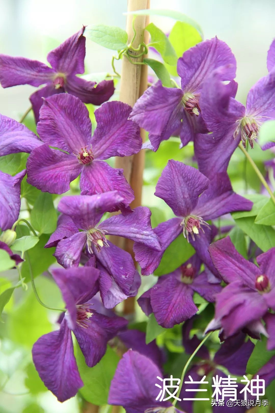 10元3棵铁线莲苗多色,铁线莲苗圃视频