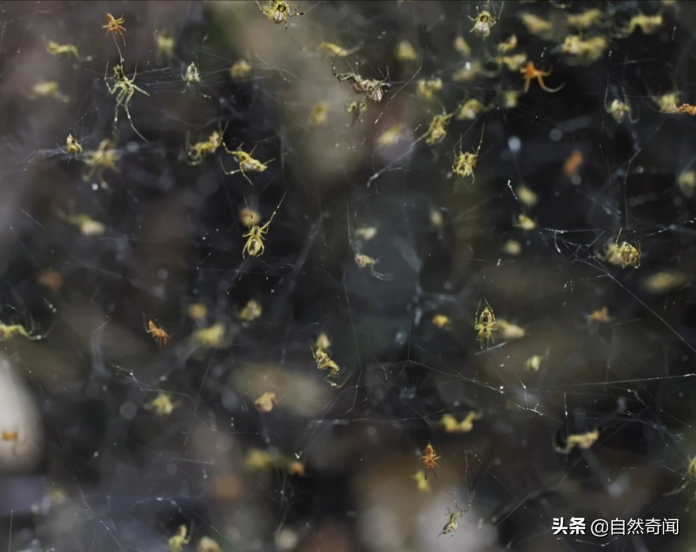 亚马逊十大凶猛植物,巴西亚马逊热带雨林动植物