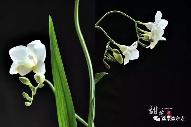 盆景艺术欣赏视频大全,盆景万象盆