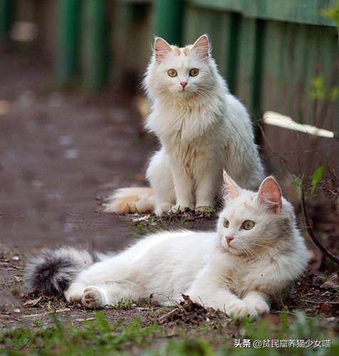 土耳其国宝猫,活体小猫咪售卖