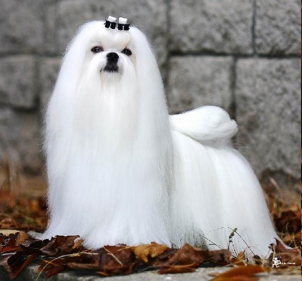 常见狗狗价格排行,狗狗价格以及品种大全