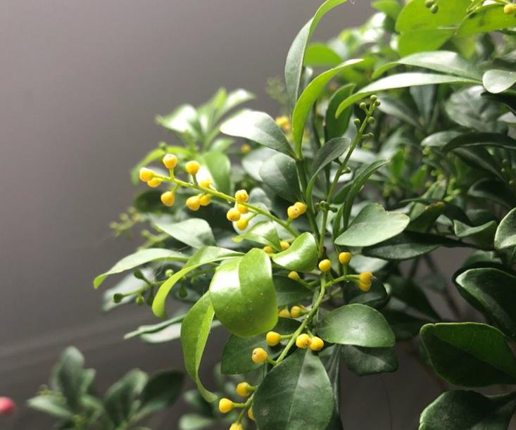 米兰怎样过冬,马上过冬了怎么养护花