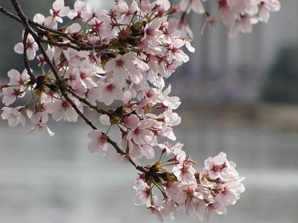 描写樱花的散文,樱花散文美篇
