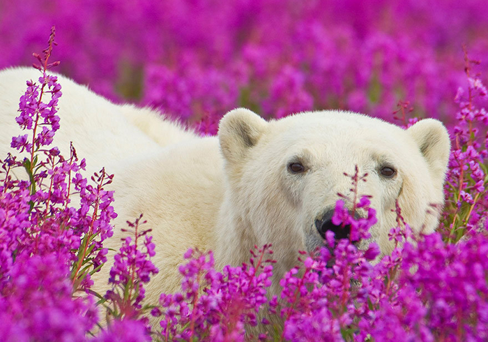 北极熊在花海中嬉戏?冰天雪地的极北之地,竟有如此景象