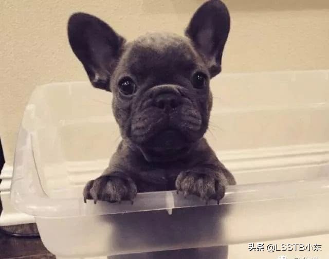 法国斗牛犬怎样才能不得病,斗牛犬掉毛严重怎么办