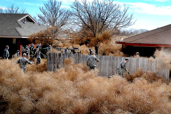 风滚草入侵外国公路,风滚草入侵中国后怎样了