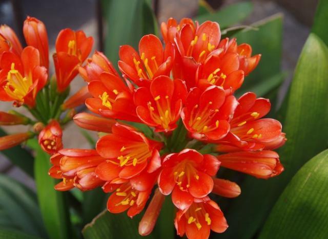 君子兰换盆以后都有哪些服盆方法,君子兰换盆注意事项及操作方法