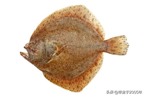 辽宁的水产品有哪些,辽宁常见的鱼