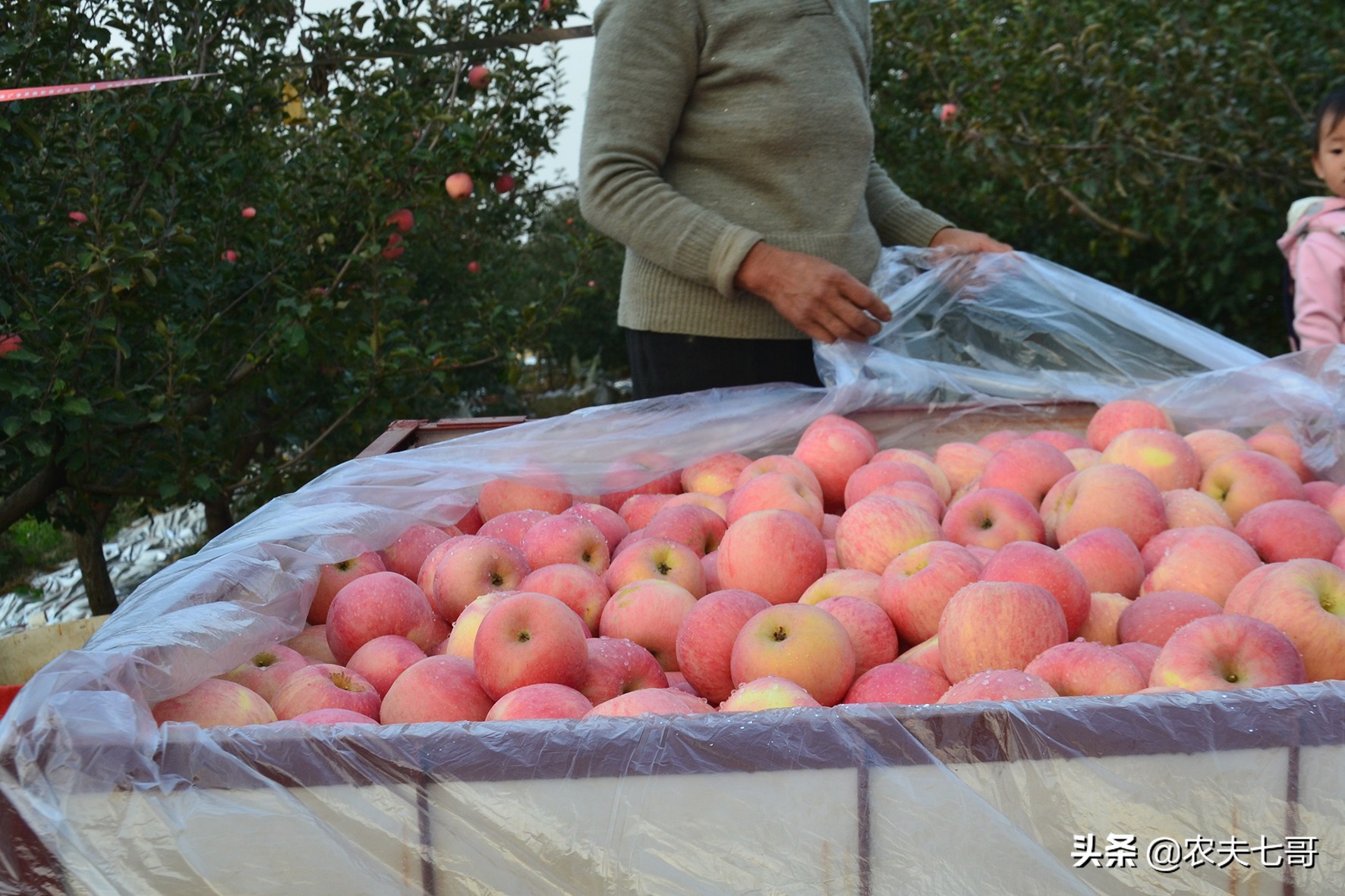 疫情后苹果的销售情况如何,疫情过后苹果销售的影响