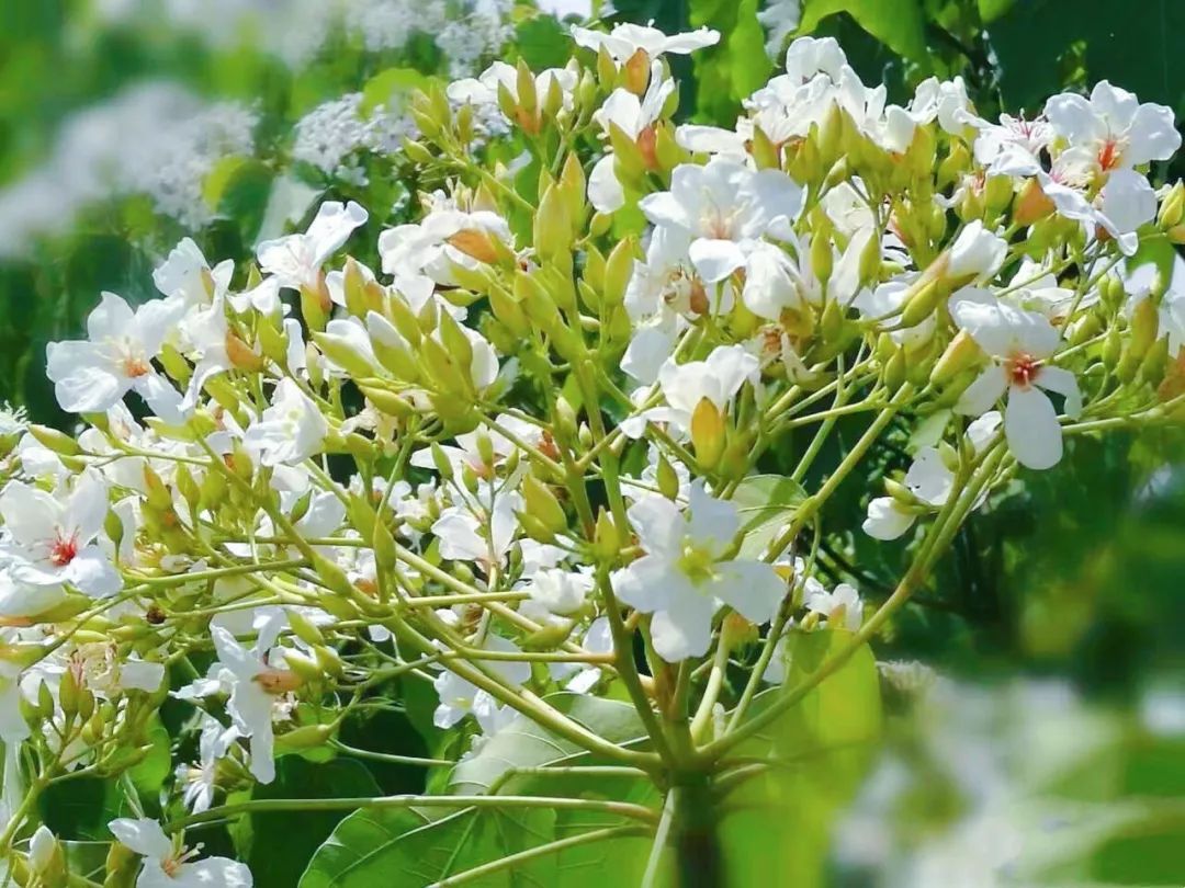 隐世原乡,又见桐花开。