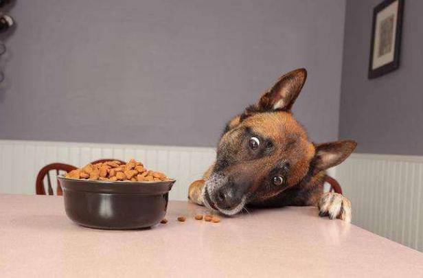 狗狗害怕打雷一直发抖应该怎么办,狗狗发抖不吃东西还呕吐怎么回事