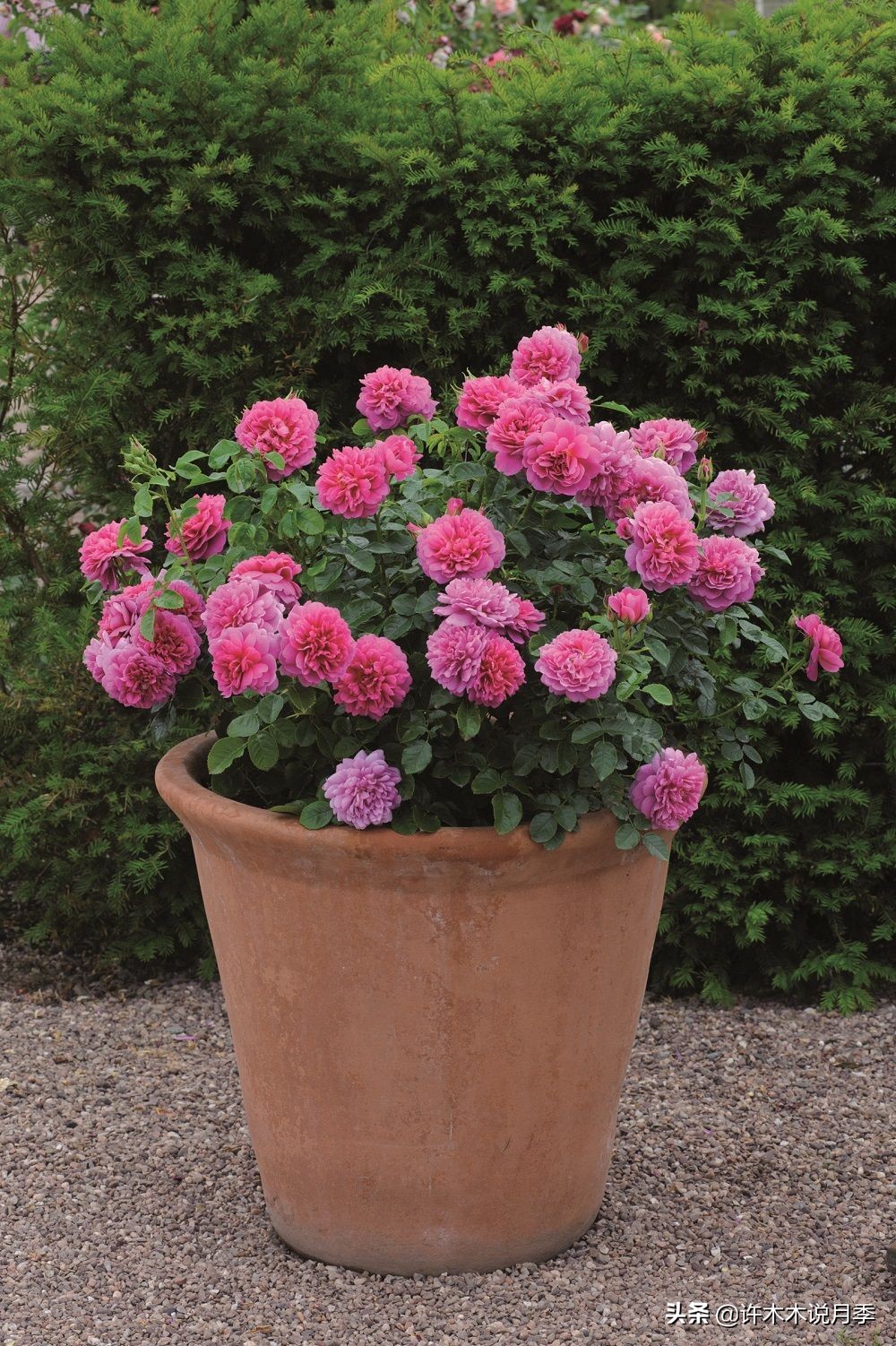 月季花苗怎么种不活,月季盆栽的种植方法和注意事项
