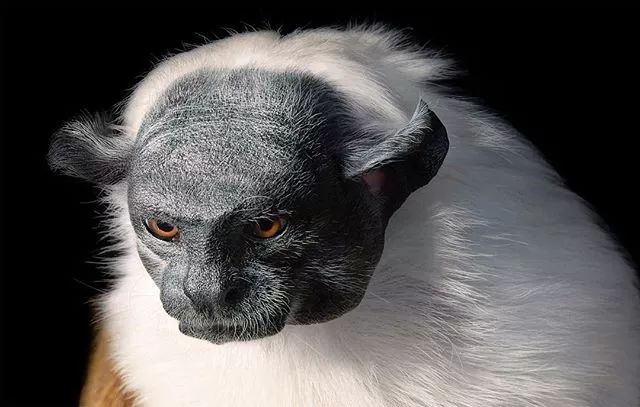 近年来濒危的野生动物有哪些,濒临灭绝的珍稀野生动物