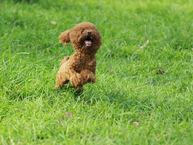 狗狗长期吃鱼饲料会怎么样,狗狗只吃肉和狗粮对身体好吗