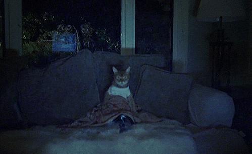 为什么猫咪半夜嚎叫,猫咪半夜嚎叫是什么原因