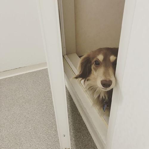 狗狗的这些动作可要注意了,狗狗这几个动作代表着什么