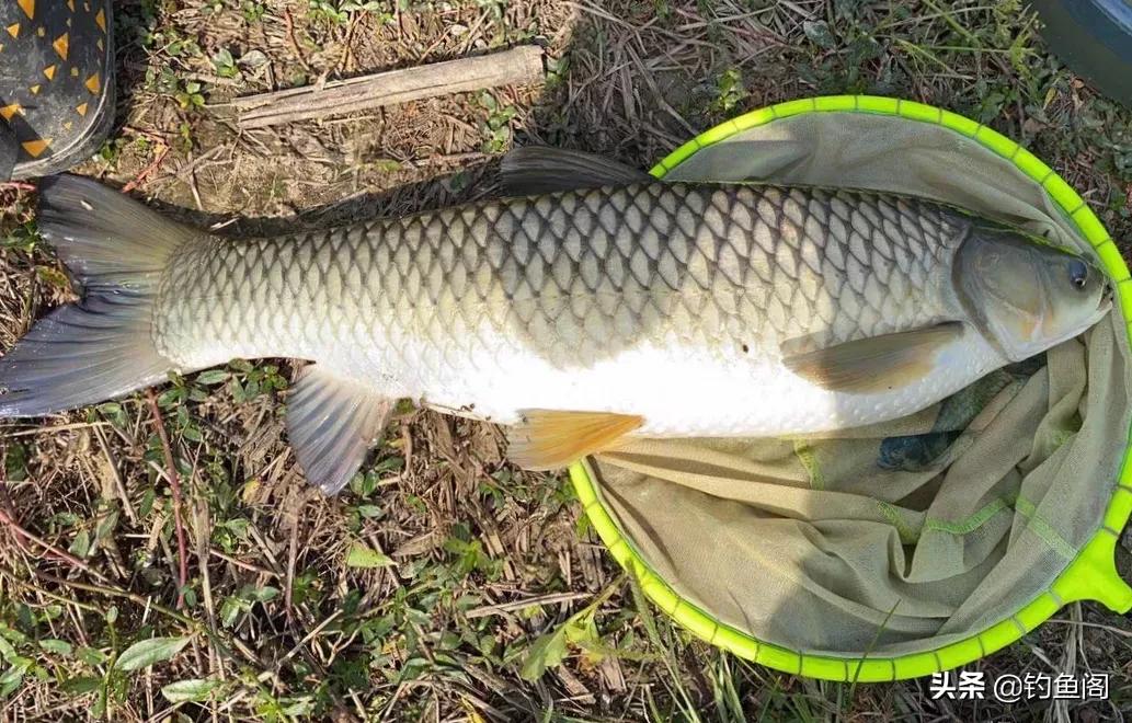 大草鱼不咬钩,野钓野生大罗非鱼不吃饵料怎么办