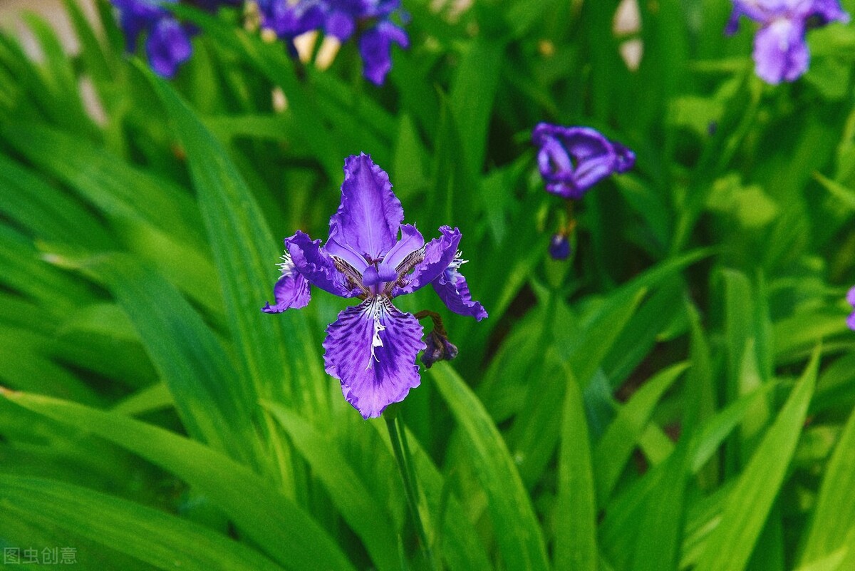 园林人需要知道的85个花卉知识,园林花卉的种类及图片