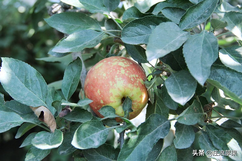 苹果霉心病雨后防治和雨前防治,高温高湿要防苹果早期落叶病