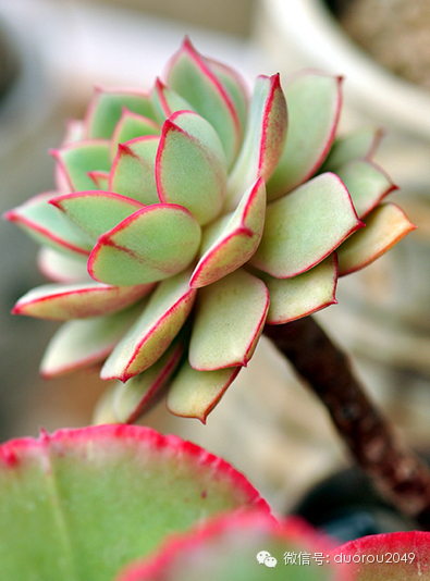 适合云南养的多肉,云南露养最好养活的多肉