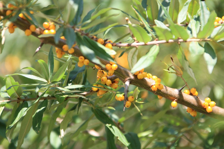 米亚罗-大美理礼县