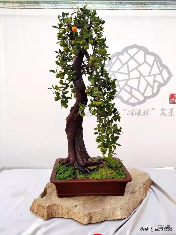 推荐36种好养的盆景植物,茶桌上养什么盆景植物