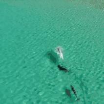 科普鲨鱼为什么不吃海豚呢,鲨鱼为什么不吃海豚的真相