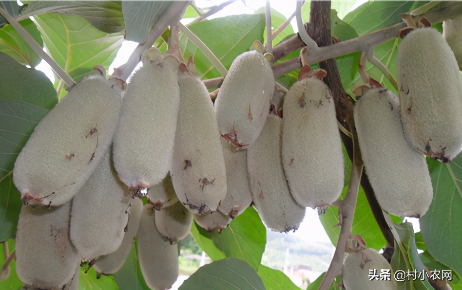 未来五年农村什么生意最赚钱项目,2023年农村创业啥最挣钱