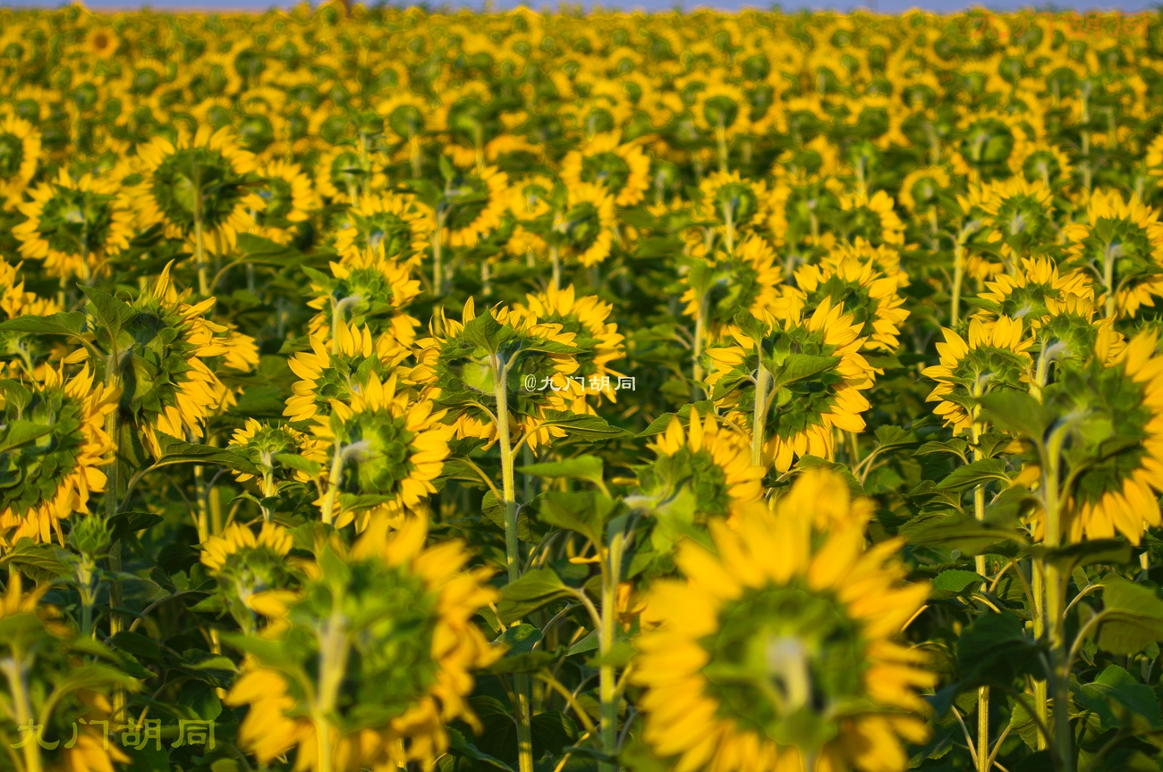 法国旅游葡萄酒庄,法国波尔多酒庄旅游攻略