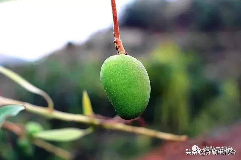 弥勒千亩西瓜熟了!黄心瓜、红心瓜、小香瓜…你喜欢哪种?