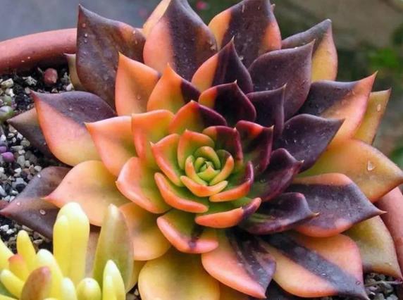 怎么能让多肉出锦,怎么让多肉出锦