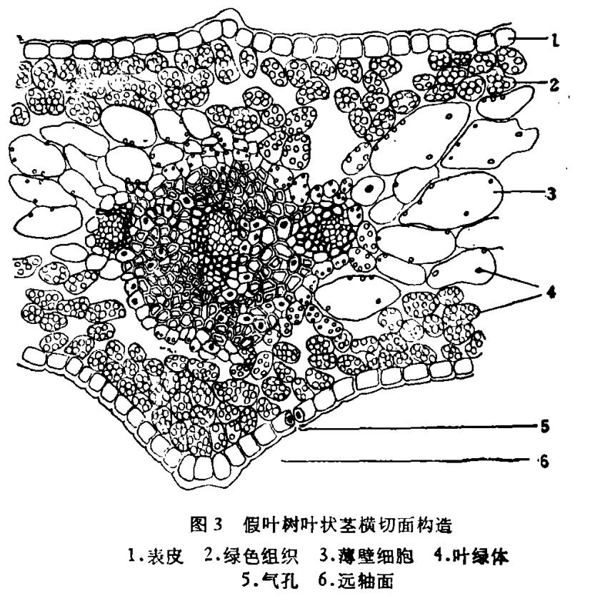 长着叶的模样，干着叶的活，为什么不给它叶的名分
