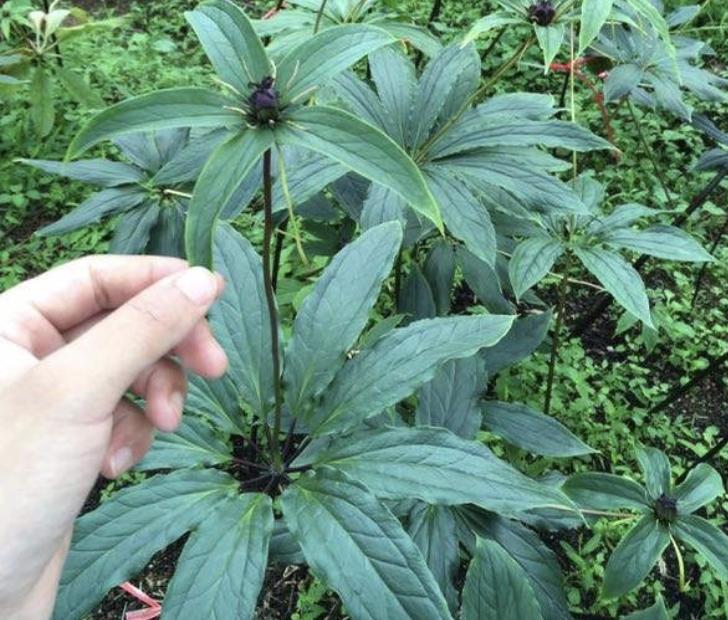 1种“杂草”花朵奇特，人称“七叶一枝花”，1公斤“900元”