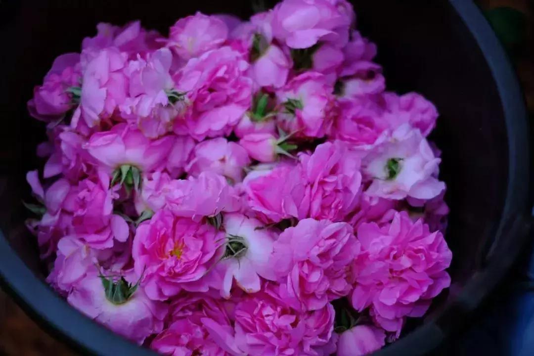 alinderose保加利亚玫瑰纯露,保湿祛皱淡斑抗老