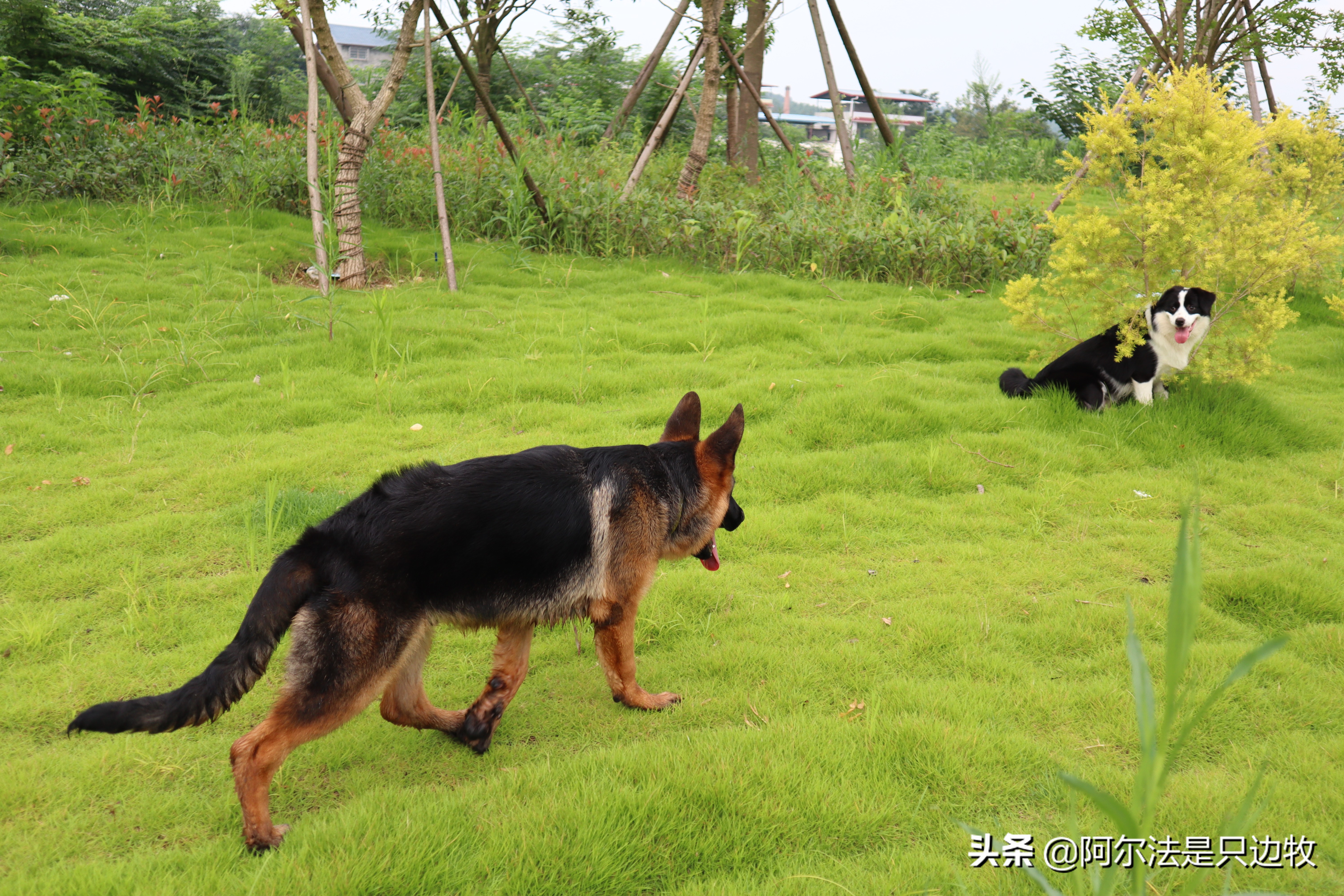 几乎每个狗狗都吃过屎?狗吃屎的原因是什么,如何才能解决