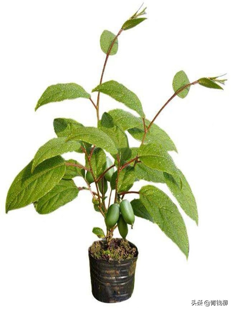 优质猕猴桃苗木种植技术要点,建始猕猴桃苗基地