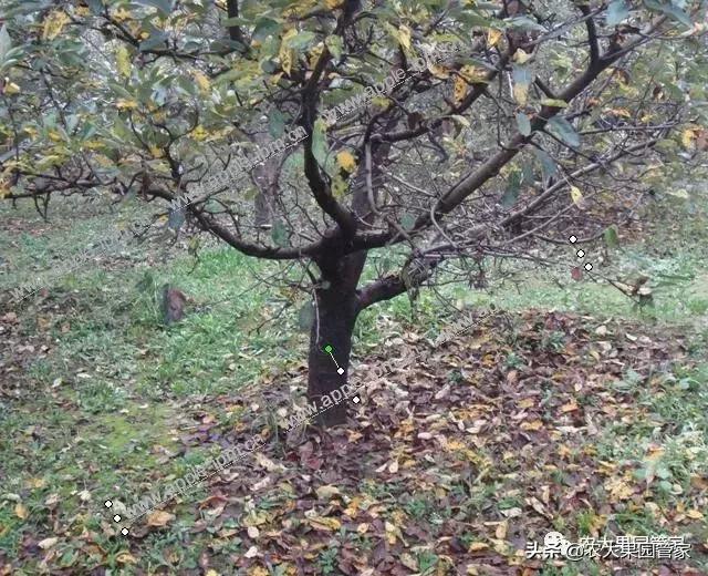 果树出现药害怎样施救,葡萄受药害用什么药解毒