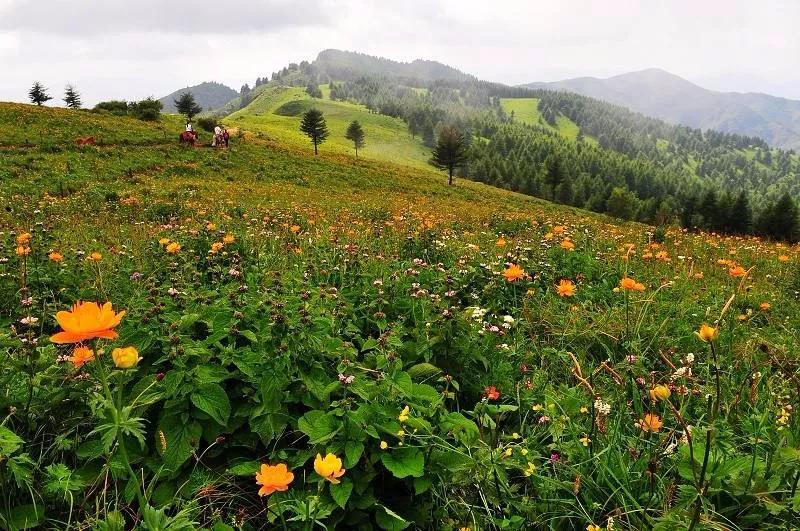 驼梁七月草原美，金莲妖娆入画里/郝贵云