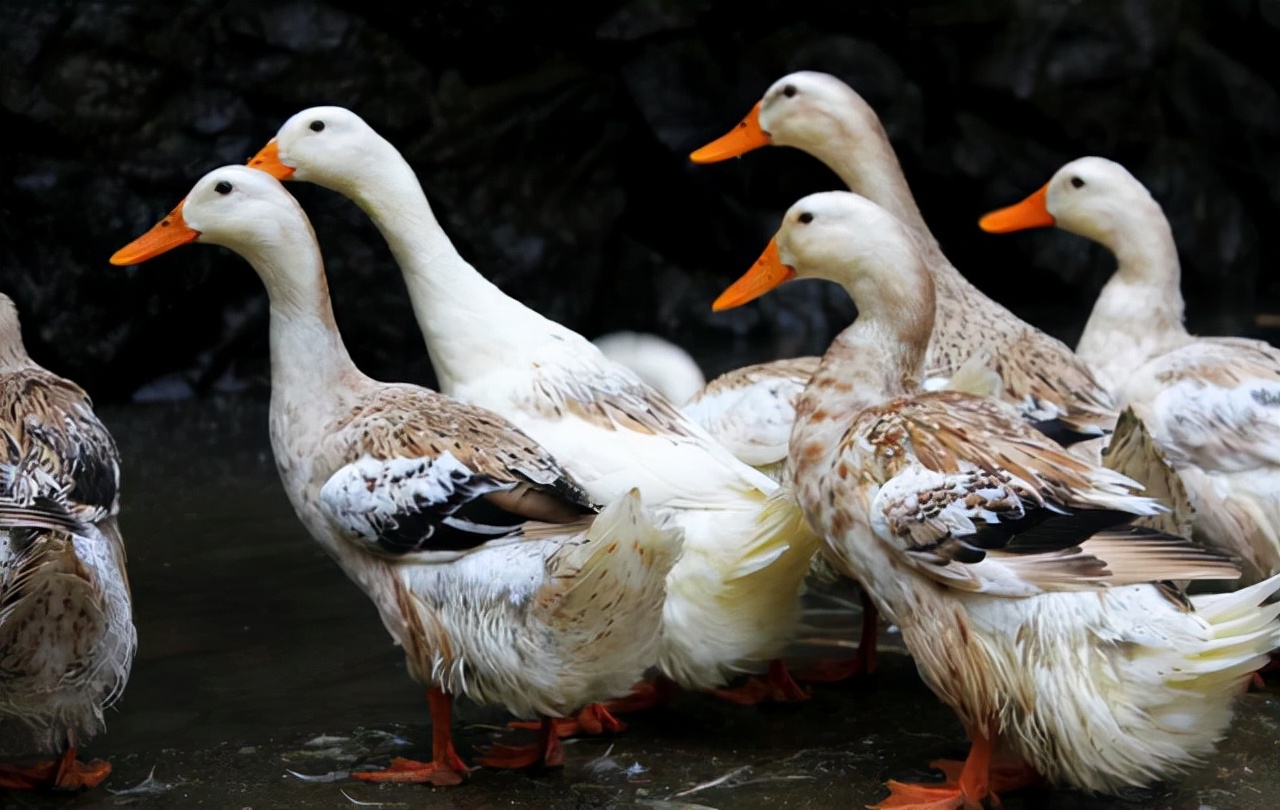 鹅肠炎的症状有哪些,鹅肠炎拉稀怎么治疗最快