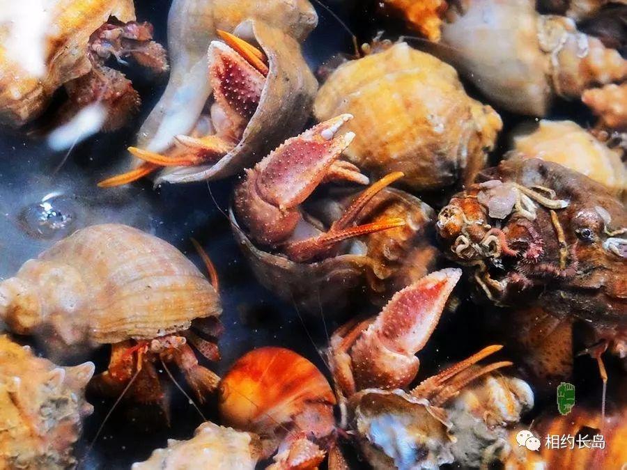 闀垮矝缃戠孩娴烽矞,闀垮矝娴烽矞澶ч鍥剧墖