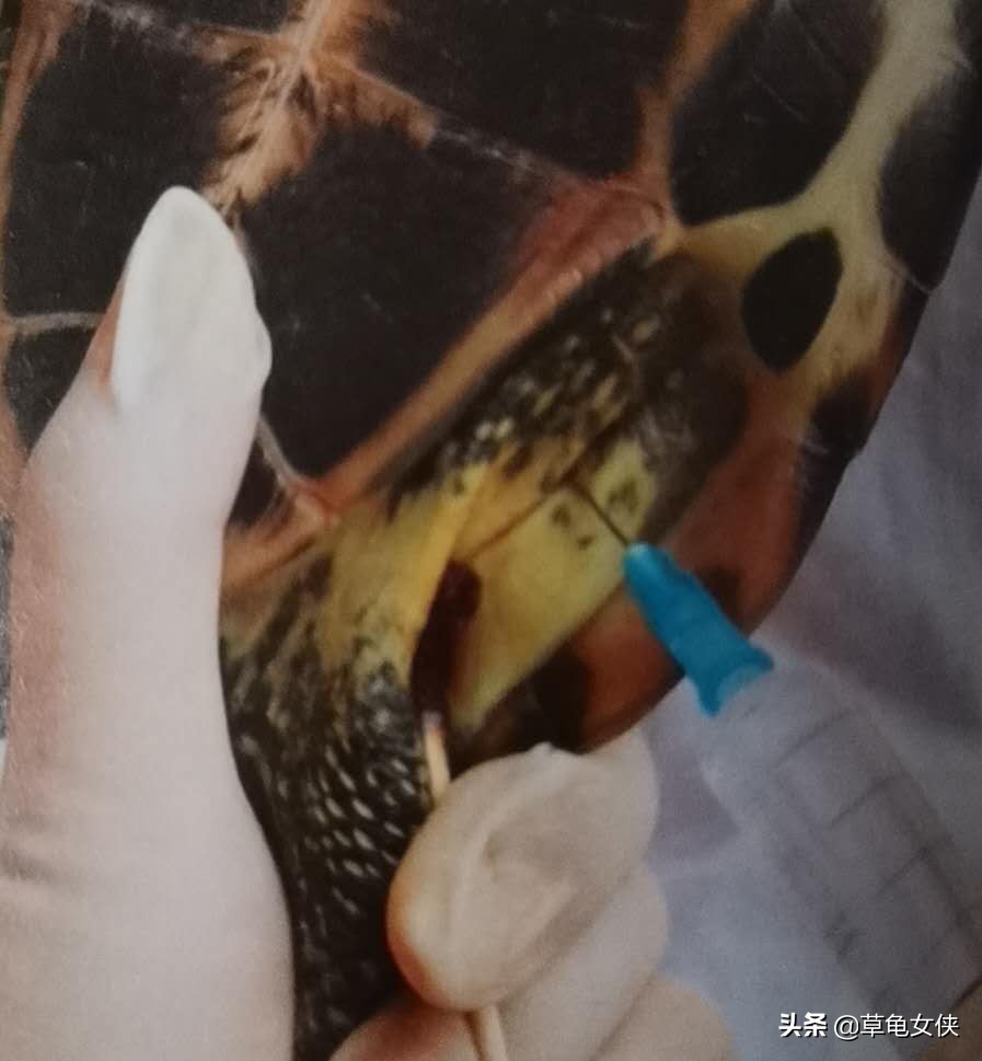 小乌龟得了肺炎嗷嗷直叫唤怎么办,乌龟得肺炎了用甲硝唑药片可以吗