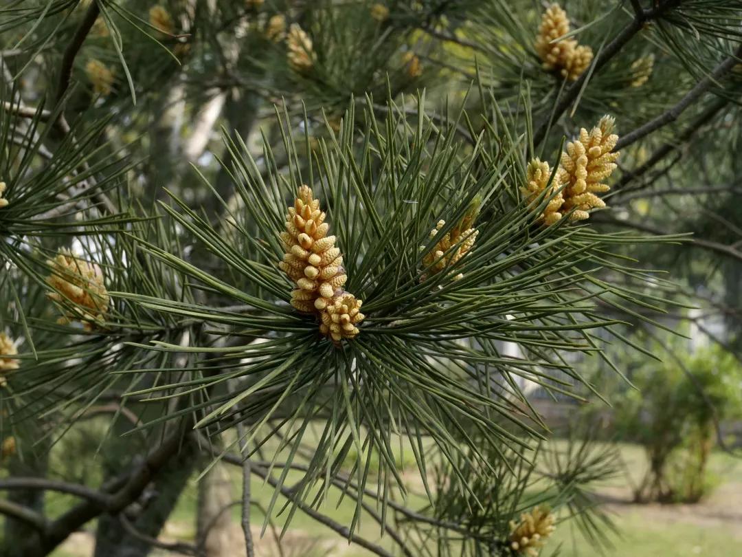 这种植物花不是花,果不是果,但还挺好吃
